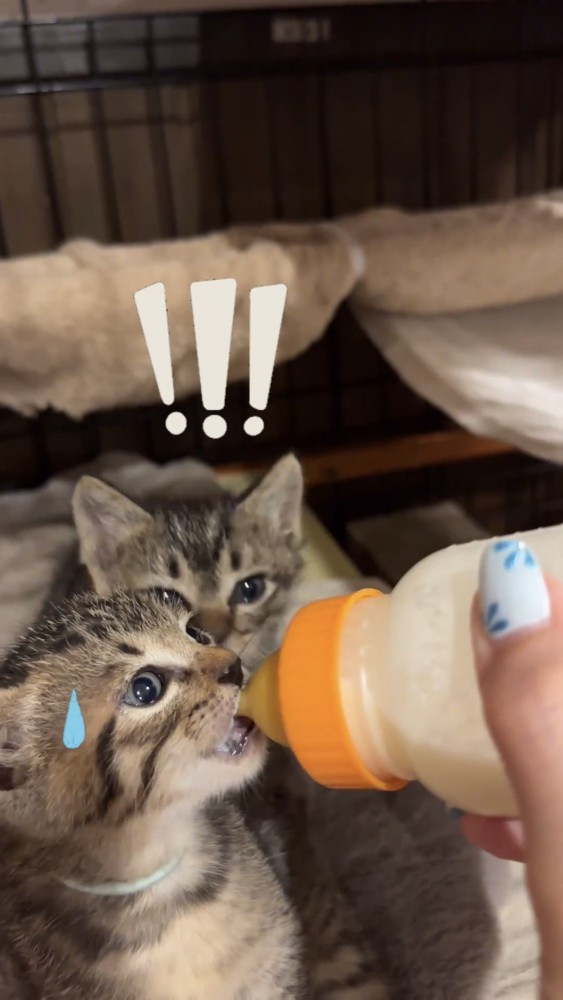 ミルクを飲む子猫