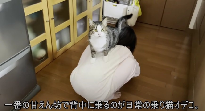 飼い主さんの背中に乗って見つめる猫