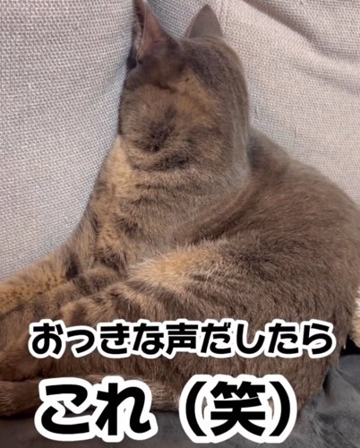 拗ねる猫