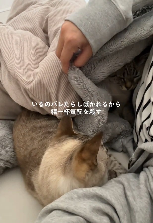 布団の中にいる猫をジッと見る猫