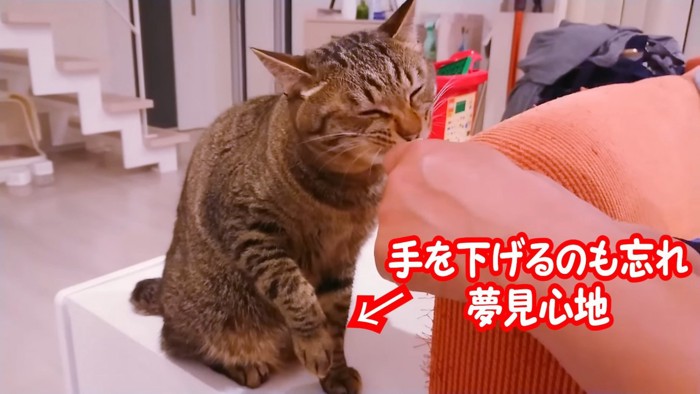 おやつをもらう猫