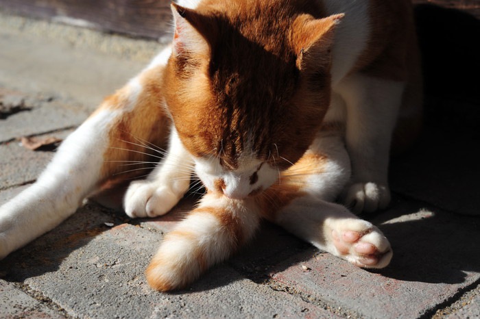 しっぽの匂い嗅ぐ猫