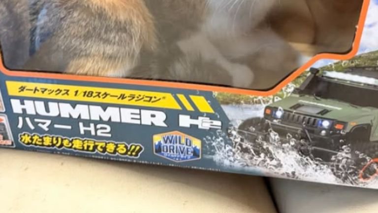 箱に入っている猫