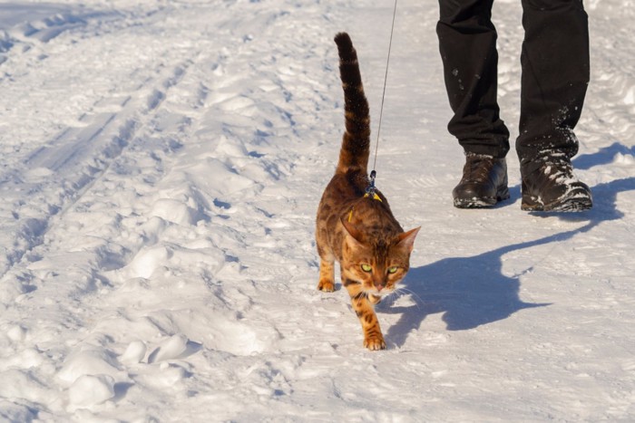 雪道を歩く男性と茶トラ猫