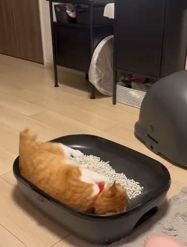 猫トイレで寝転がる猫