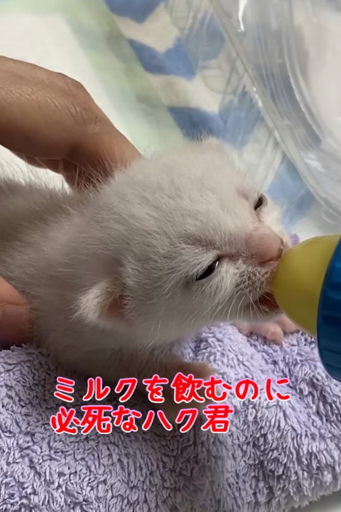 ミルクを飲む子猫