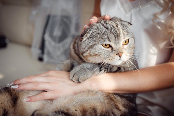 膝に乗せられて撫でられるキジ猫