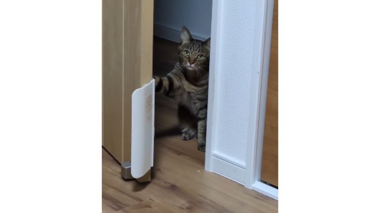 ドアの前の猫