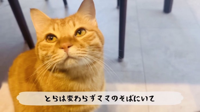 ママを見る茶トラ猫