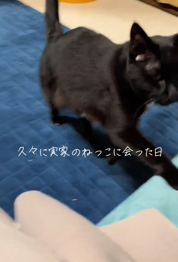 駆け寄ってくるまりんちゃん