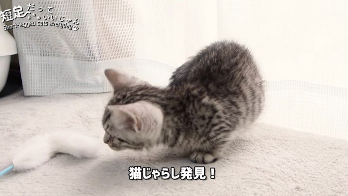 カーテンに前足をかける猫