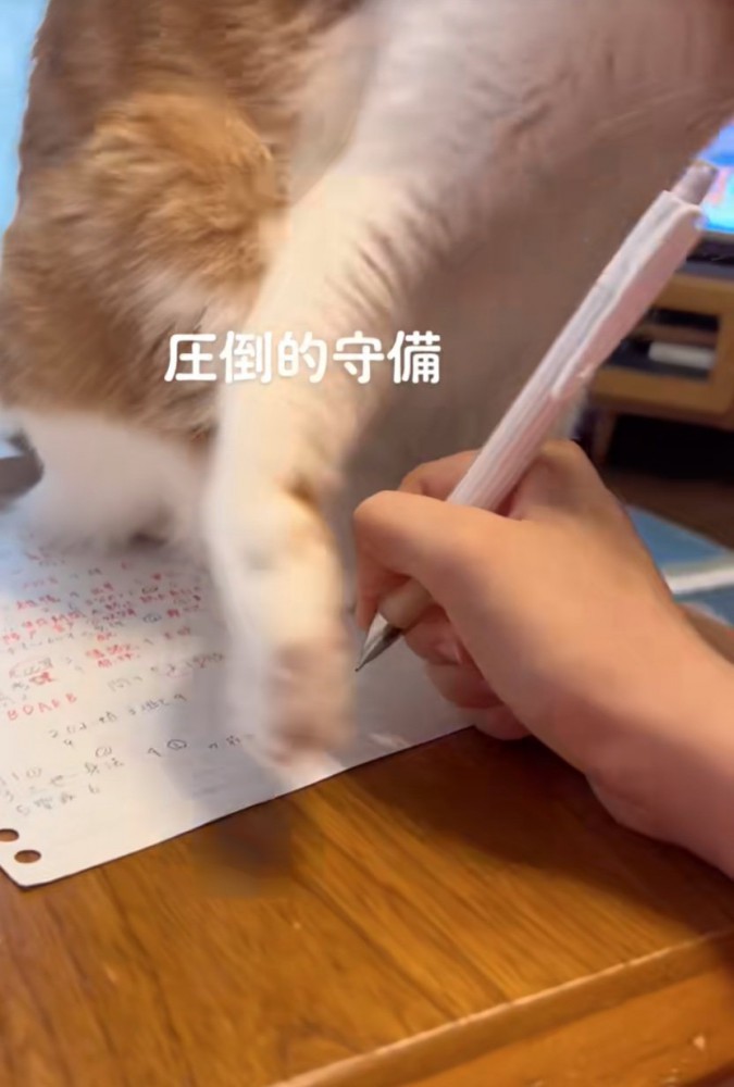 前足を近づける猫