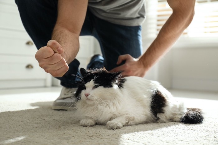 猫の前でこぶしを握っている男性