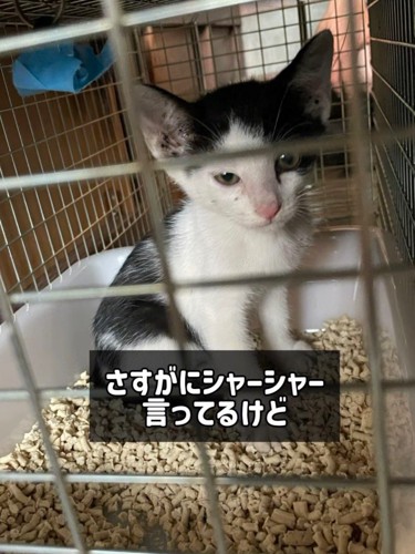 猫トイレに座る子猫