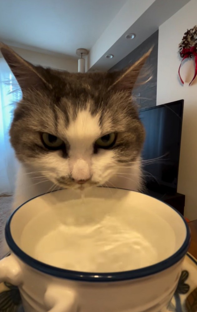 凄む猫
