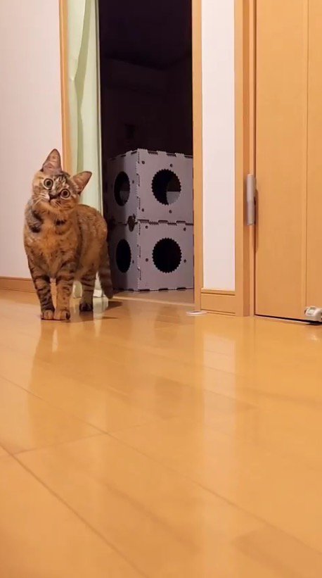 部屋の隅に立つ猫