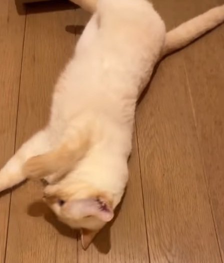 寝転がっている猫