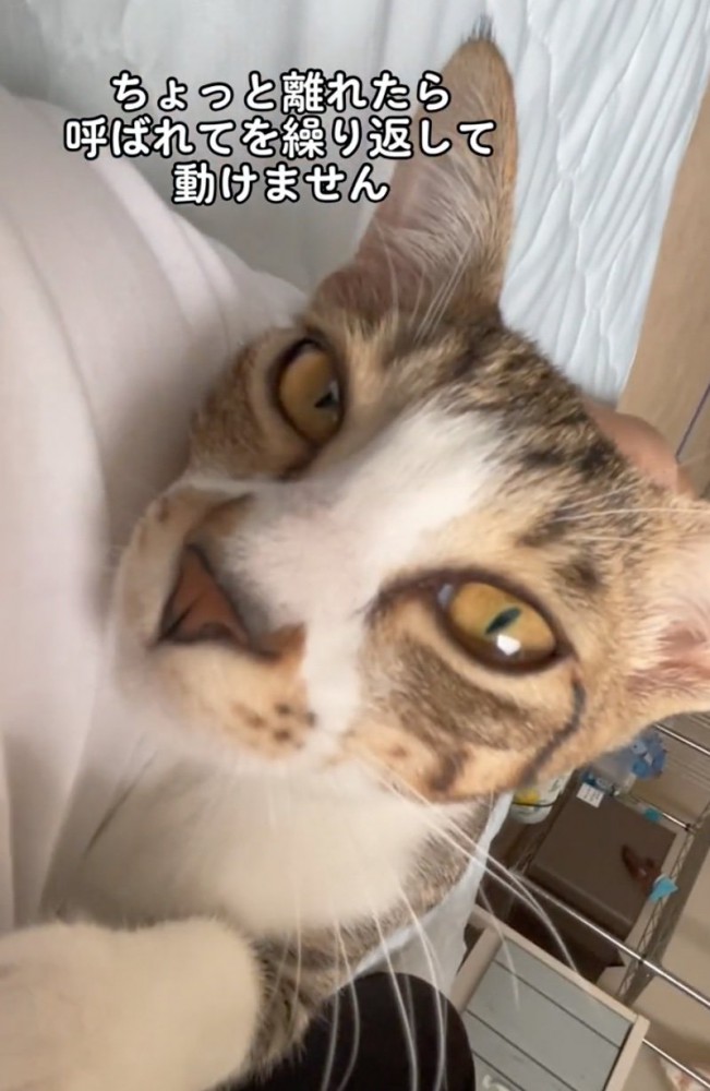 見つめる猫