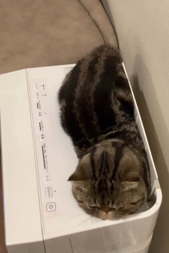 空気清浄機に入っている猫(上からアングル)