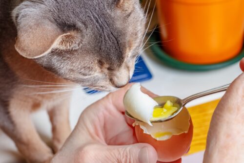 卵を猫に与える