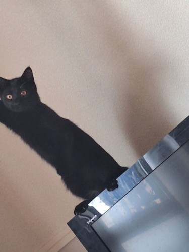 テレビの上の黒猫と黒猫を見つめるサビ猫