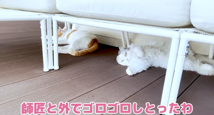 横たわる猫