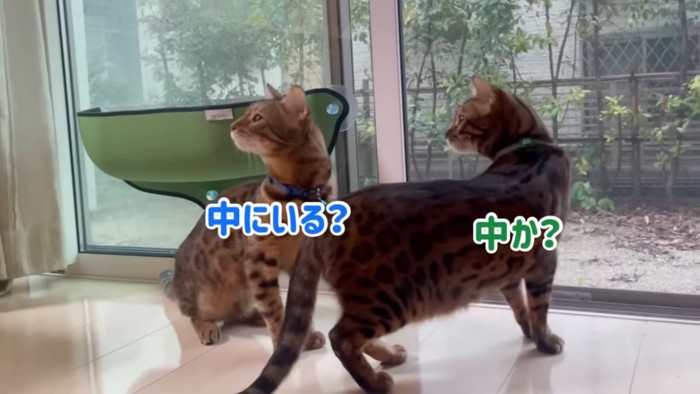 家の中を見る猫