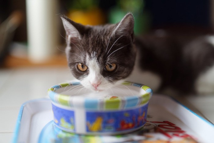 水皿で水を飲む猫