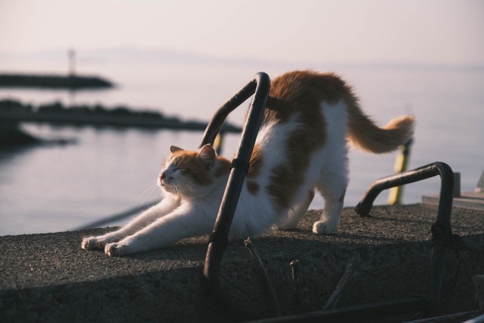 歩きながら伸びをする猫