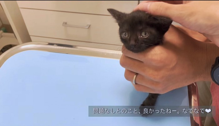 診察を頑張って褒められる子猫