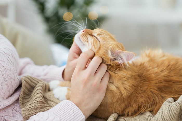 顔をなでられる猫の横顔