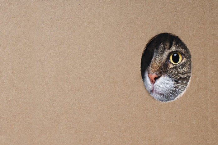 隠れ家から見る猫