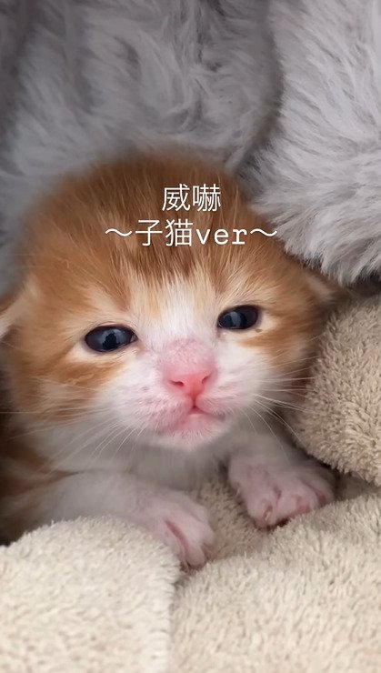 毛布の中から正面を見つめるむぎくん