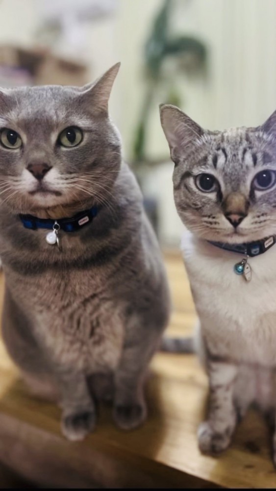 座って正面を見るグレートラ猫とシャムトラ猫