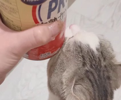 缶にスリスリする猫2