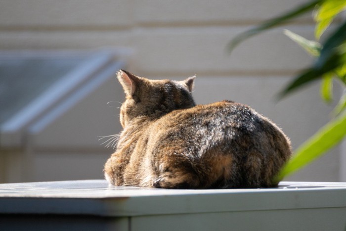 猫の後ろ姿