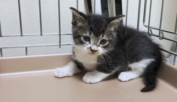 カーチャンそっくりの毛色の子猫もいた