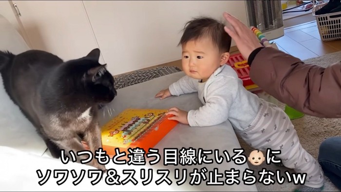 赤ちゃんを見つめる猫