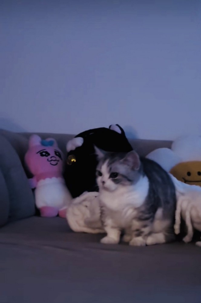 ソファで起き上がるミヌエット