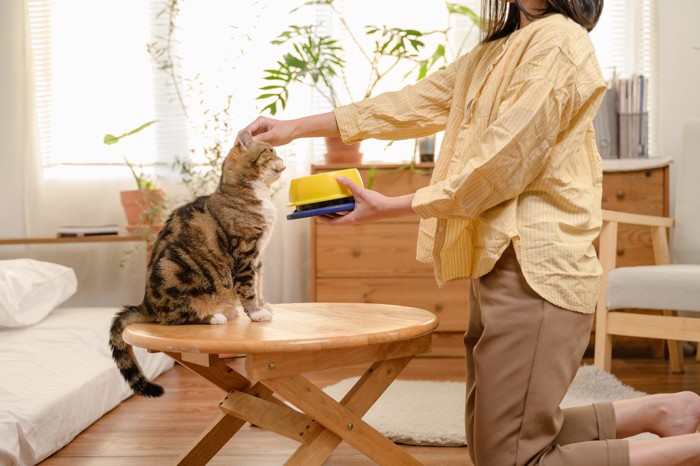 猫に餌を与える女性