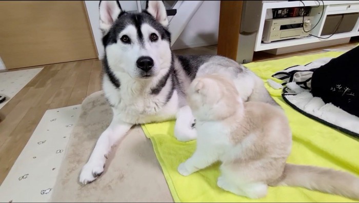 飼い主を見つめるハスキー犬を眺める子猫