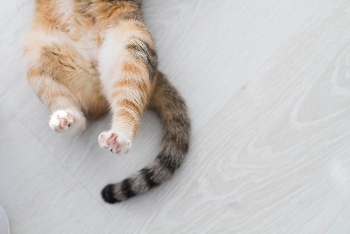 猫の下半身