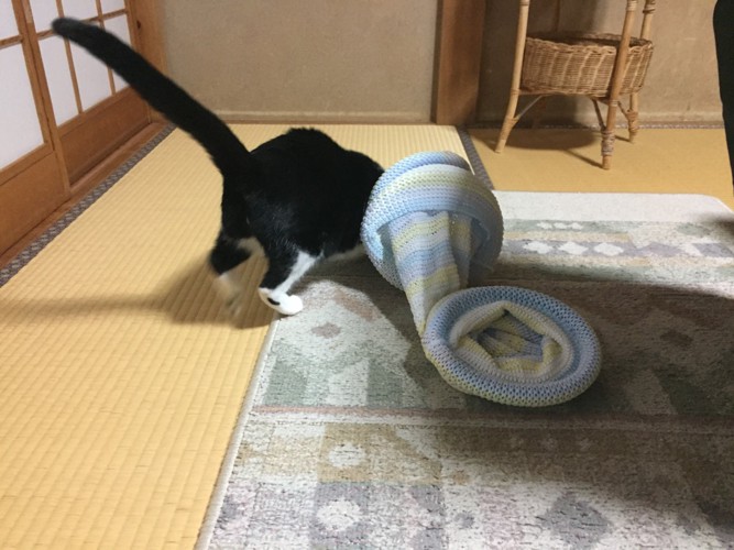 #ワクワクしながらキャットトンネルを観察する猫#