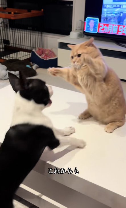 犬に向かって両手をあげている猫