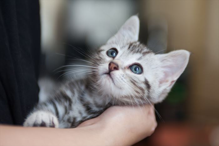 アメリカンショートヘア子猫