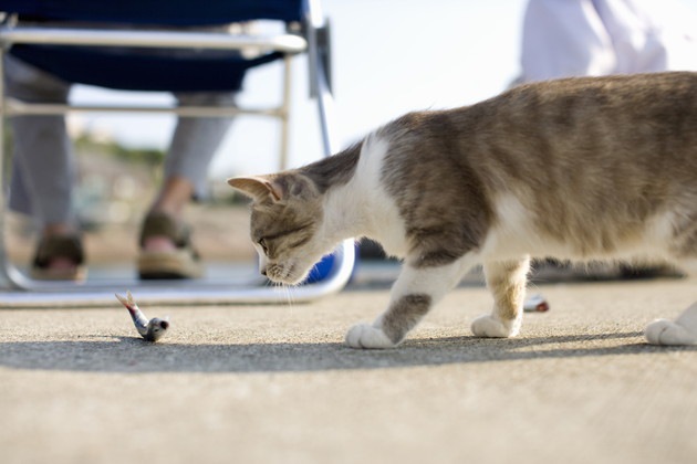 ホタテを探している猫