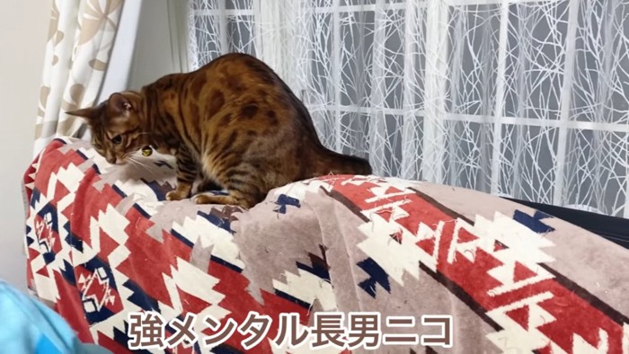 座る猫