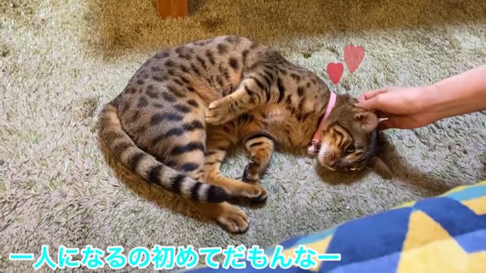 首をなでられる猫