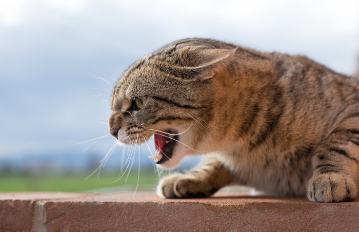 耳を倒して威嚇する猫