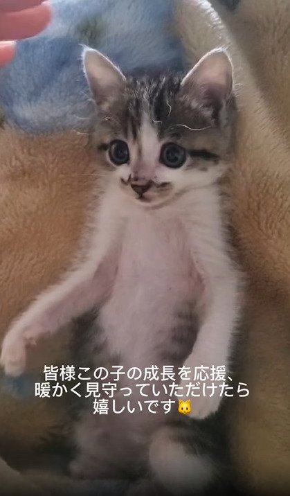 仰向けになる子猫